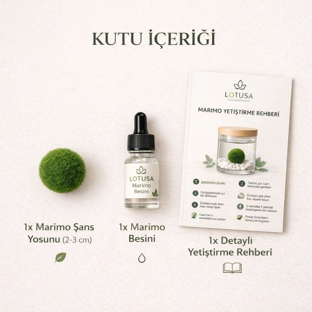 Lotusa® Marimo (Şans Yosunu) Yetiştirme Kiti