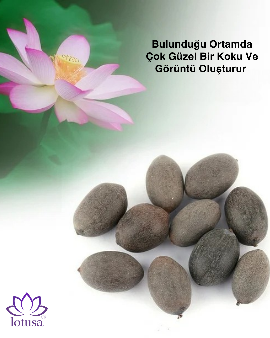Lotusa® Lotus Çiçeği Yetiştirme Kiti