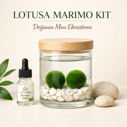 Lotusa®  Marimo (Şans Yosunu) Yetiştirme Kiti