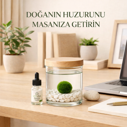 Lotusa®  Marimo (Şans Yosunu) Yetiştirme Kiti