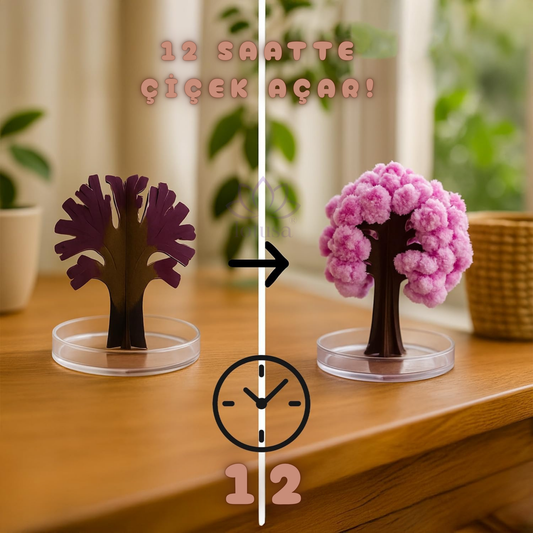 Lotusa® Sihirli Sakura Ağacı Yetiştirme Kiti